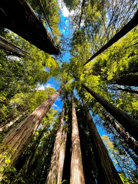 Leaves Photography, Apartment Balcony Garden, Leaf Photography, Redwood Tree, Tree Canopy, Dream Wall, Forest Photography, Balcony Garden, Nature Aesthetic