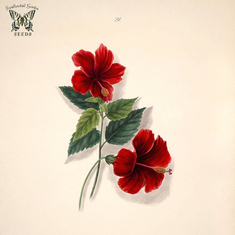 Chinese Hibiscus | Norton, E.H., Brazilian flowers, drawn from nature in the years 1880-1882 in the neighbourhood of Rio de Janeiro, t. 21 (1893) Brazilian Flowers, Chinese Hibiscus, Flowers Drawn, Tattoos Inspo, Flower Illustrations, M K, Floral Craft, Botanical Flowers, Flower Illustration