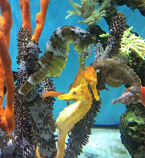 Seahorse Tank Aquarium, Pet Seahorse, Seahorse Aquarium, Seahorse Tank, Dream Aquarium, Reef Tank Aquascaping, Coral Aquarium, Sea Dragons, Aquatic Creatures