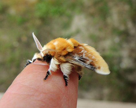 Southern Flannel Moth Flannel Moth, Poodle Moth, Seelie Court, Cute Moth, Cool Insects, Cool Bugs, Interesting Animals, Beautiful Bugs, Arthropods