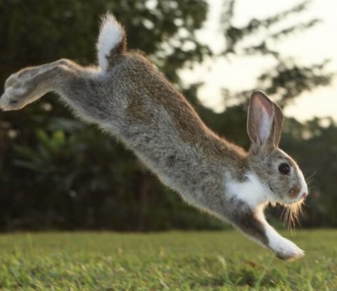 Bunny Running, Passion City Church, Rabbit Pose, Running Images, Animal Photography Wildlife, Wolf Warriors, Wild Rabbit, This Is The Day, Rejoice And Be Glad