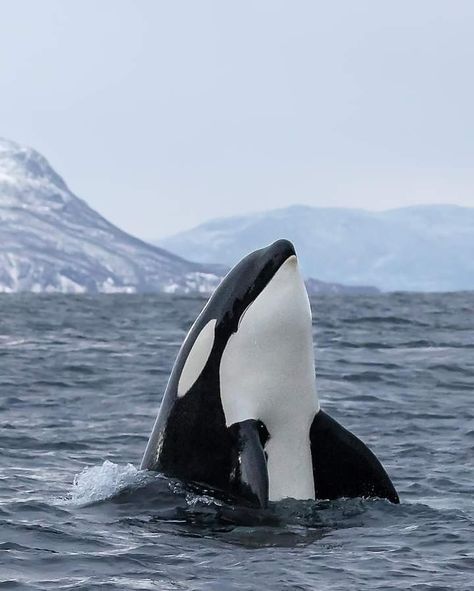 Orcinus Orca, Bbc Earth, Sea Mammal, Orca Whale, Beluga Whale, Beautiful Sea Creatures, Orca Whales, A Whale, Wildlife Photos