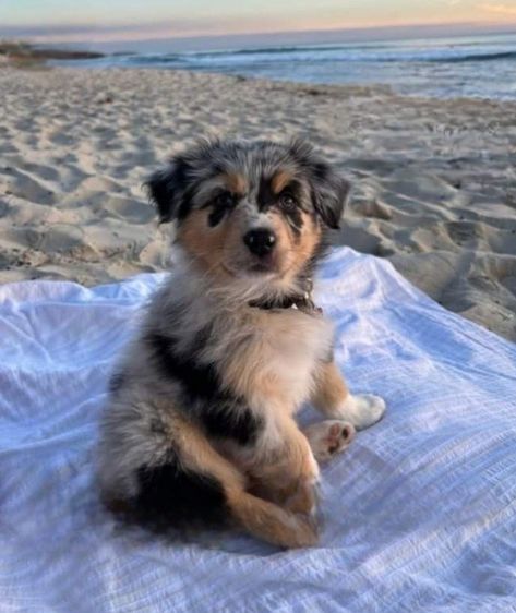 Australian Shepherd Puppy, Shepherd Puppy, Dog Sitting, Australian Shepherd, At The Beach, The Ocean, The Beach, Blue