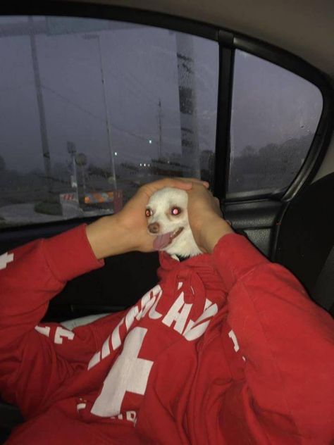 girl - Ch Psy Chihuahua, Weird Images, Funny Animal Photos, Funny Animal Jokes, 웃긴 사진, Funny Profile Pictures, Funny Reaction Pictures, Animal Jokes, Funny Animal Pictures