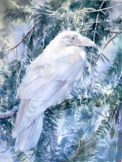 White Raven Art, Sarah Yeoman, Bat Artwork, Raven Watercolor, Raven Pictures, Raven And Wolf, White Raven, White Crow, Crows And Ravens