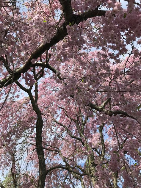 Cherry Blossom trees in Boston Cherry Blossom Forest, Wallpaper Blossom, Cherry Blossom Aesthetic, Cherry Blossom Pictures, Face Blur, Pink Blossom Tree, Japanese Plants, Cherry Blossom Japan, Money Flowers