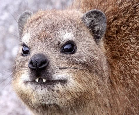 Rock Hyrax - Evidence supporting a common ancestor for hyraxes, elephants and the sirenians comes from some unusual shared characteristics. For exsample the tusks of hyraxes develop from the incisor teeth, like elephant tusks; in most other tusked mammals, the tusks develop from the canine teeth. And hyraxes, like elephants, have flattened, hoof-like nails on the tips of their toes, rather than the curved claws seen on some other mammals. Learning Biology, Rock Hyrax, Herbivorous Animals, Tattoo Nature, Animals Tattoo, Wild Baby, Animal Print Wallpaper, Cuddly Animals, Wild Dogs