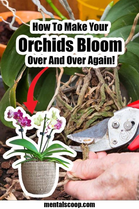 How To Make Your Orchids Bloom Over And Over Again! - Mental Scoop Orchid Potting Mix, Repotting Orchids, Indoor Orchids, Orchid Fertilizer, Orchid Plant Care, Types Of Mulch, Blooming Orchid, Orchid Varieties, Orchid Roots