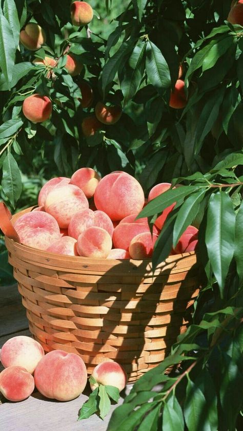 Iphone Wallpaper Backgrounds, Rainbow Fruit, Peach Aesthetic, Coffee Shop Aesthetic, Backgrounds Phone, Fruit Photography, Peach Trees, Backgrounds Phone Wallpapers, Wallpaper For Your Phone