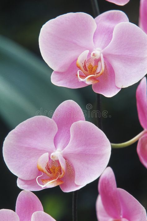 Orchid Close Up, Orchid Reference Photo, Flowers Lilac, Nature Wallpapers, Flower Nature, Beautiful Nature Wallpaper, Angel Eyes, 3d Flowers, Orchid Flower