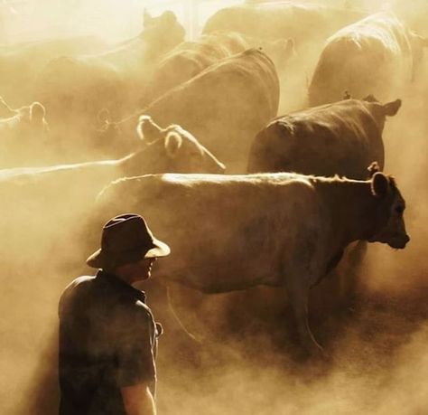 Everything Australian on Instagram: “Iconic image from @the.cattlemans.wife illustrating the hot, dry dusty conditions where our cattle farmers live and work. We love your work…” Farmer Painting, Beef Farming, Herding Cattle, Rural Photography, Australia Landscape, Australian Farm, Australian Photography, Maladaptive Daydreaming, Western Photography