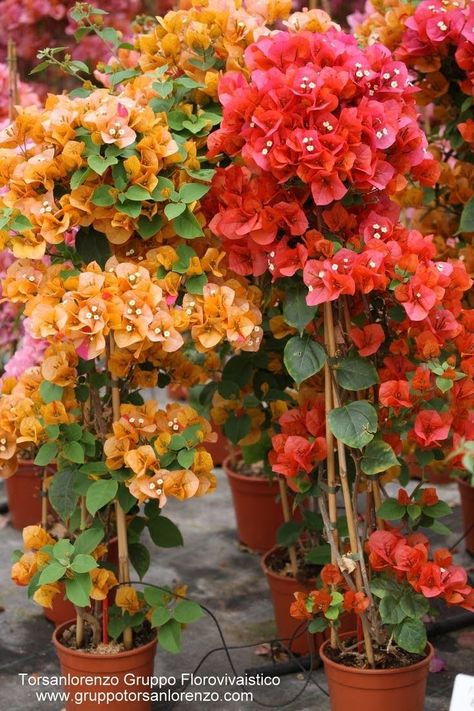 Bougenville Flowers, Perennial Flowering Vines, Bougainvillea Bonsai, Tropical Garden Ideas, Pinterest Garden, نباتات منزلية, Outdoor Flowers, Beautiful Flowers Wallpapers, Best Picture