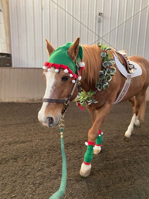 Christmas Horse Costumes, Horse Christmas Costume, Christmas Equestrian, Horse Stall Decorations, Horses Christmas, Equestrian Christmas, Horses Funny, Horse Halloween Costumes, Stall Decorations