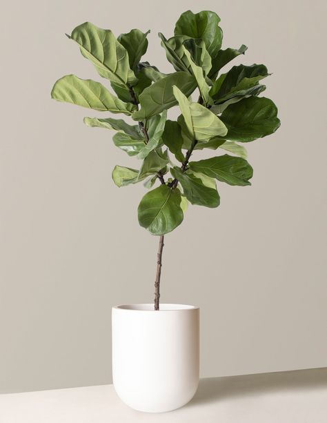 The Fiddle Leaf Fig, Or Ficus Lyrata, Is Famous For Its Broad Green Leaves With Prominent Veining. It Is Sometimes Described As “Fickle” But Will Thrive In An Environment With Stable Temps And Bright Light. Sized To Ship Best, Our Large Fiddle Leaf Fig Arrives With Room To Grow As It Adapts To Your Home’S Conditions. Each Plant Is Unique; Size And Shape Fluctuate By Season So All Measurements Are Shown As A Range Large Plant Measures Between 50–54" Tall From The Soil Line To The Top Of The Folia Shrubs For Privacy, Plant Signs, Plant Benefits, Entryway Inspiration, Ficus Lyrata, Fiddle Leaf Fig Tree, Floor Plants, Patio Plants, Fiddle Leaf