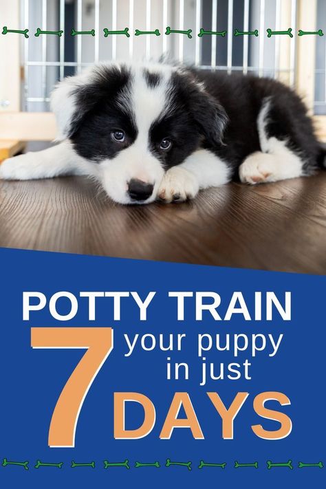 What if we told you that it was possible to potty train your puppy in as little as seven days? Potty training isn’t just about training your dog, it’s about training you too! Potty Training Schedule, Puppy Schedule, How To Potty Train, Train Your Puppy, House Training Puppies, Puppy Biting, Dog Potty Training, Potty Train, Dog Potty