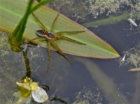 Six-spotted Fishing Spider, Dolomedes triton Insect Photos, Fishing Spider, Boreal Forest, Bio Art, Lovely Creatures, Spider Webs, Creepy Crawlies, Arthropods, Character Board