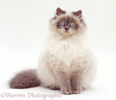 Birman Cat, Cat Anatomy, Warrior Cat Oc, Cat Reference, Blue Point, Gorgeous Cats, Cat Pose, Cat Black, Cat Photography