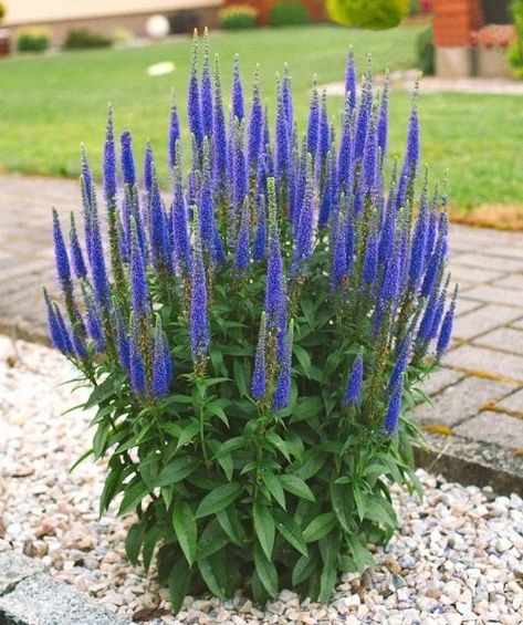 Salvia vs. Veronica: All the Differences! | Balcony Garden Web Veronica Plant Perennials, Speedwell Plant, Spike Speedwell, Plant Pallet, Veronica Flower, Speedwell Veronica, Veronica Plant, Veronica Spicata, Shore Landscape