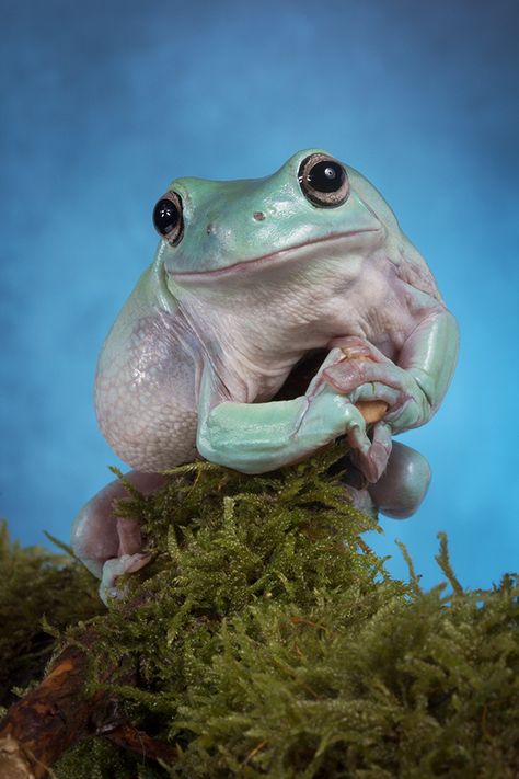 Amphibian - Australian green tree frog or title ...'Whites tree frog' - The skin secretions of the frog have antibacterial and antiviral properties. - photo by zarozinia Green Tree Frog, Tree Frog, Green Frog, Green Tree, Green, Blue