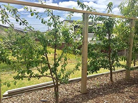 Espalier Trellis, Small Fruit Trees, Plants Vines, Espalier Fruit Trees, Trellis System, Trellis Netting, Wire Trellis, Growing Vines, Timber Fencing