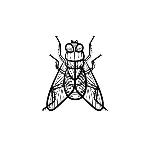 Fly Sketch Insect, House Fly Tattoo, A Fly Drawing, How To Draw A Fly, Housefly Illustration, Housefly Drawing, Fly Drawing Easy, Fly Tattoo Design, Fly Doodle