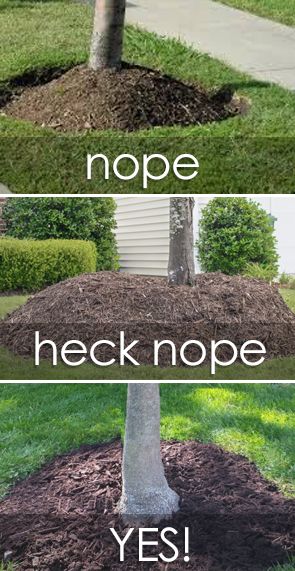 Mulch Bed Around Tree, Tree Beds Landscaping, What To Put Around Trees Outside, Tree Mulch Landscaping, Flower Bed Under Tree Landscaping Ideas, Mulch Around Trees Landscaping Ideas, Tree Mulch Ideas, How To Mulch Around Trees, Edging Around Trees Ideas