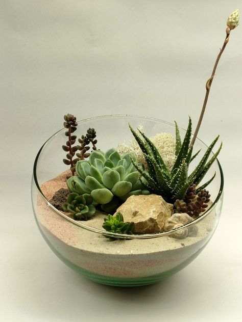 Succulent ideas, Florarium, Succulent Organization, Desert Terrarium, Mini Succulent Garden, Wood Succulent Planter, Planter Arrangements, Succulents Pots, Diy Succulent Terrarium, Succulent Bowls, Seed Starter Kit