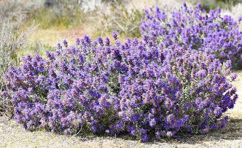 Rose Companion Plants, Storm Drain, Truckee River, Sage Plant, Pollinator Plants, Food Resources, Mediterranean Plants, Desert Sage, Hummingbird Garden