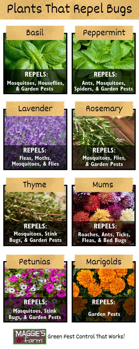 Basil, peppermint, lavender, rosemary, thyme, chrysanthemums, petunias, & marigolds Insect Repellent Plants, Plants That Repel Bugs, Mosquito Repelling Plants, Natural Pest Control, Astuces Diy, Veg Garden, Home Vegetable Garden, Garden Yard Ideas, Food Garden