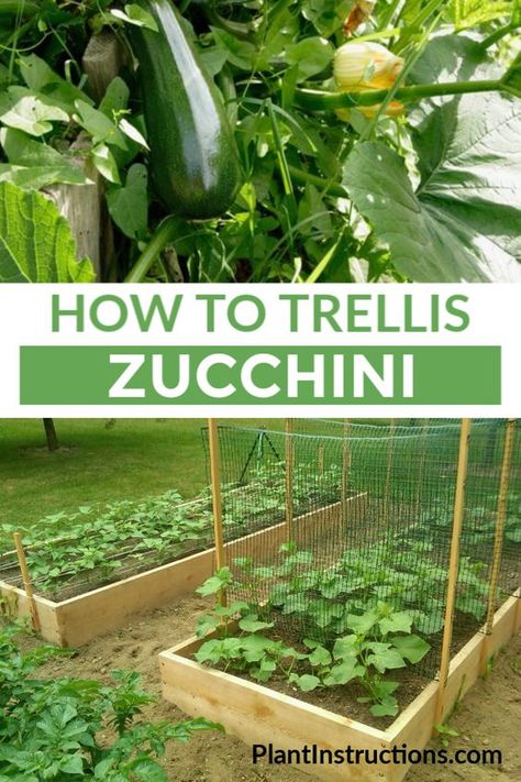 If you like growing zucchini, you'll love learning about the space saving method of how to trellis zucchini. #trelliszucchini #zucchinitrellis #plantinstructions via @plantinstructio Zucchini Trellis, Zucchini Plant, Bean Trellis, Vegetable Trellis, Growing Green Beans, Buy Dirt, Growing Zucchini, Raised Gardens, Zucchini Plants