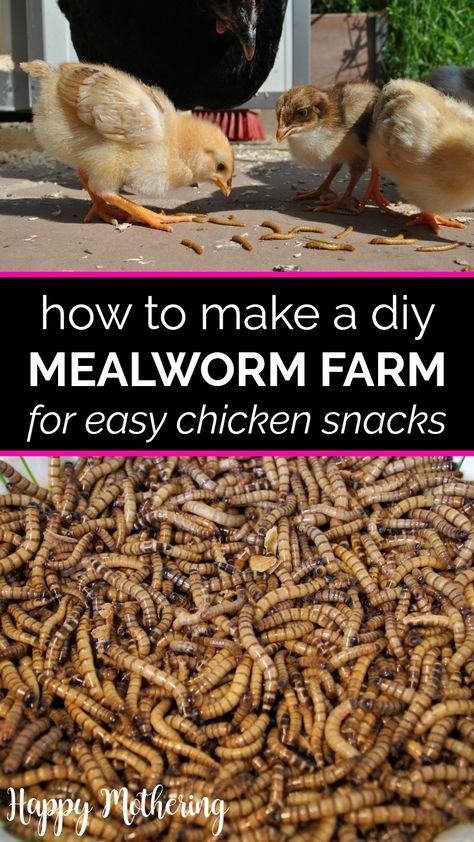 Mealworms Farm Diy, Worm Farming Diy, Mill Worms Raising, Diy Meal Worm Farm, Worm Farm For Chickens, How To Raise Mealworms For Chickens, Growing Mealworms For Chickens, How To Grow Meal Worms For Chickens, Diy Mealworm Farm