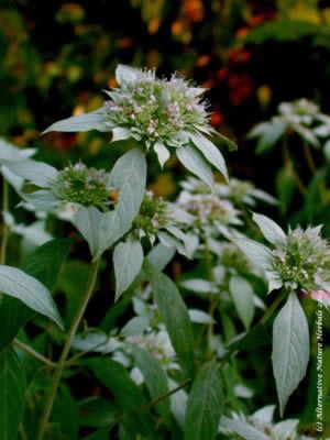 Mountain Mint Uses, Mint Herb Uses, Herbal Tea For Colds, Mint Plant Uses, Herb Uses, Mountain Mint, Medicinal Wild Plants, Herb Growing, Herbal Witch