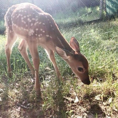 Where I girlblog from ˚ ༘♡ ⋆｡˚🧚🎀 Small Deer, The Grass, Deer