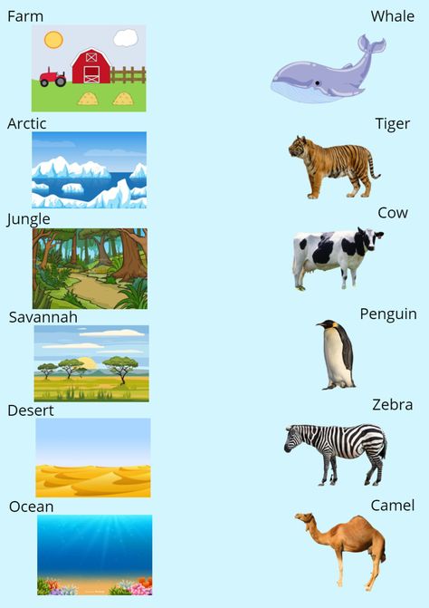 Animals Habitats Activities, Animal Homes Preschool, Fourth Grade Science Projects, Animals Habitat, Habitat Activities, Animals And Their Homes, Animals Name In English, Emotions Preschool, Animal Activities For Kids