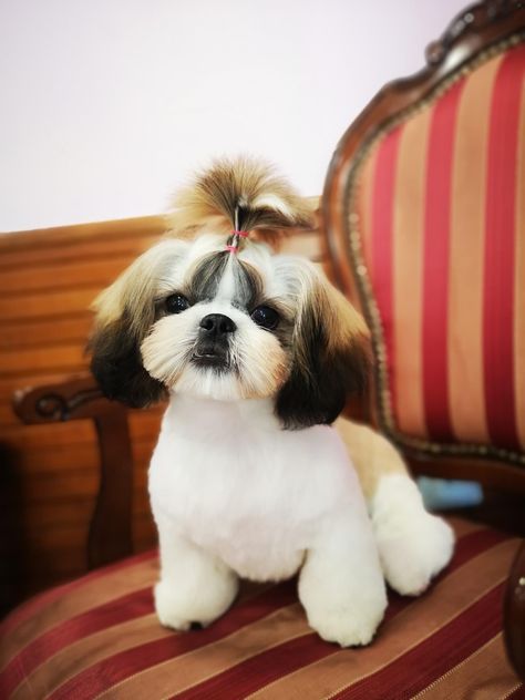 4,5 month #shihtzu #puppy #haircuts Shih Tzu Grooming Styles Short, Shih Tzu Grooming, Grooming Style, Shih Tzu Puppy, Short Haircuts, Dog Grooming, Shih Tzu, Hair Cut, Short Hair Cuts