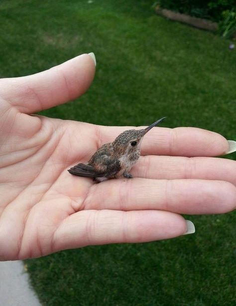 "A tiny baby hummingbird!" Humming Bird Aesthetic, Baby Hummingbirds, Regnul Animal, Baby Animals Pictures, Humming Bird, Pretty Animals, Cute Animal Photos, Cute Animal Pictures