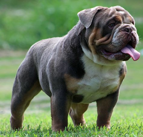 Available Olde English Bulldogges & English Bulldogs for sale. Bull Dogs English, English Bulldog Full Grown, Brown English Bulldog, Blue English Bulldogs, Dogs Tattoo Ideas, Miniature English Bulldog, Dog Ear Tattoo, Dog Line Art Tattoo, Dog Aesthetics