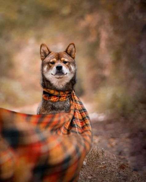 Dog Pumpkin Photoshoot, Puppy Photoshoot Ideas Fall, Dog Fall Photoshoot Ideas, Dog Photoshoot Halloween, Dog Fall Photoshoot, Dog Photo Shoot Ideas, Fall Dog Photoshoot, Dog Photoshoot Ideas With Owner Studio, Dog Halloween Photoshoot