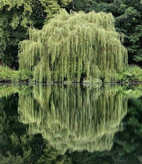 Weeping Willow Aesthetic, Riverlands Aesthetic, Freetime Activities, Willow Trees, Dreamy Decor, Instagram Paris, Weeping Willow, Have Inspiration, Willow Tree