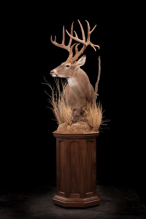 93 – Whitetail Deer Deer Shoulder Mount, Deer Mount Decor, Deer Mount Ideas, Deer Hunting Decor, Deer Heads Mount, Taxidermy Deer, Taxidermy Decor, Deer Heads, Whitetail Deer Hunting