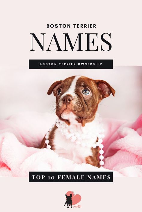 Boston Terrier Female Names List #bostonterrier #bostonterrierpuppy #bostonterriernames #bostonterriernamesboy #bostonterriernamesfemale #gettingabostonterrier #bostonterrierdog #bostonterrierpet #bostonterriercare #bostonterrierfacts #bostonterrierbreed #bostonterriertips #bostonterrierowner #owningabostonterrier #dognames #dognamelist #dognamesboy #dognamesgirl Female Names List, Puppy Girl Names, Boston Terrier Accessories, Dogs Names List, Brown Boston Terrier, Boston Terrior, Red Boston Terriers, Boston Terrier Names, Girl Dog Names