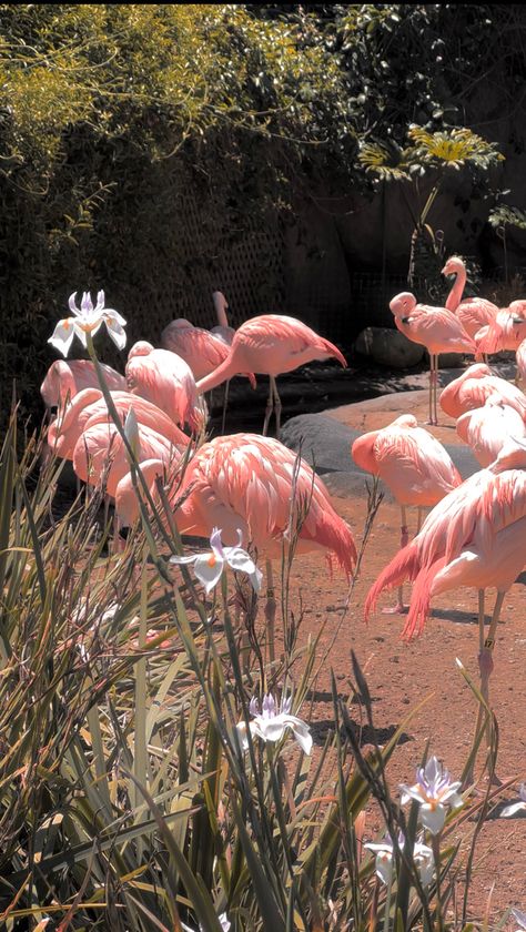 Flamingo Aesthetic, Traveling Inspiration, Pink Sunrise, Water Wallpaper, Wallpaper For Laptop, Flamingo Wallpaper, Flamingo Painting, Flamingo Beach, Bees And Butterflies