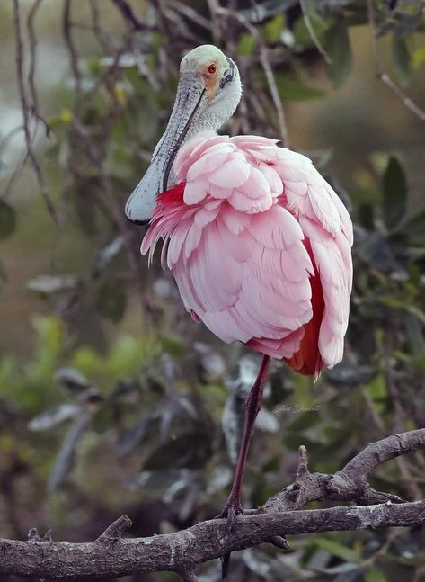 This shy beauty is a Roseate Spoonbill. Nesting season 2022 at the rookery. Staci Doucett Photography Roseate Spoonbill, Amazing Birds, Colonial Design, Dining Room Art, Horse Aesthetic, Kinds Of Birds, Watercolor Bird, Cute Birds, Birds Painting