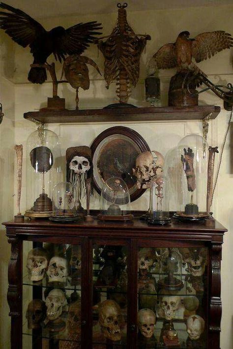 Cabinet Of Curiosity, Vulture Culture, Goth Home, Goth Home Decor, Cabinet Of Curiosities, Goth Decor, Gothic Decor, Gothic Home Decor, Gothic House