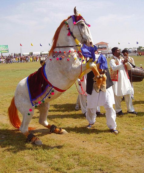 Dancing Horse by zahidpix, via Flickr Multan Pakistan, Horse Costume, Horse Dance, Animal Paintings Acrylic, Beautiful Pakistan, Marwari Horses, Horse Wedding, Horse Show Clothes, Horse Fashion