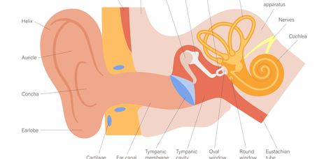 How to Get Rid of Fluid in Ear at Home: 5 Tips - Ear to Hear Water In Ear How To Get Rid Of, How To Get Rid Of Fluid In Ear, How To Get Fluid Out Of Inner Ear, Fluid In Ears How To Get Rid Of, Ringing In Ears Remedies How To Get Rid, How To Drain Fluid From Ears, Fluid In Ear Remedy, Fluid Behind Eardrum, Drain Ear Fluid