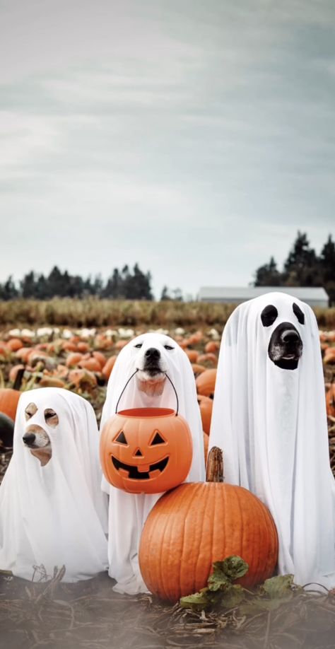 Dog Jack O Lantern, Halloween Photography, Dog Photoshoot, Fall Mood, Pet Halloween Costumes, Halloween Photoshoot, Halloween Dog, Spooky Decor, Halloween Animals