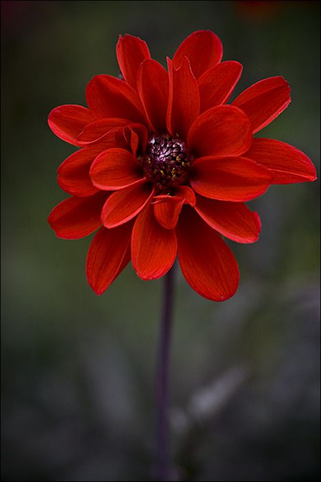 . Gladioli, Red Flower, Flower Beauty, Flowers Nature, Beautiful Blooms, Flower Pictures, Love Flowers, Amazing Flowers, My Flower