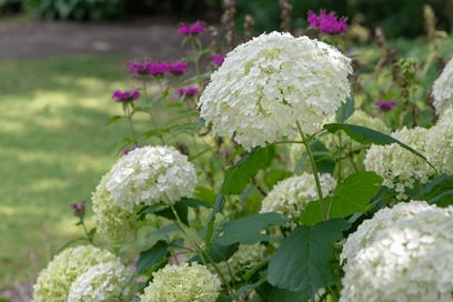 Caring for Hydrangeas Outdoors: Tips on Planting & Growing Freezing Pasta, Caring For Hydrangeas, Front Porch Flower Pots, Pink Perennials, Shady Garden, Types Of Hydrangeas, Smooth Hydrangea, Porch Flowers, Hosta Gardens