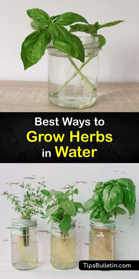 Grow Herbs In Water, Herbs In Water, Grow Cilantro Indoors, Growing Herbs Inside, Plants Grown In Water, Growing Cilantro, Growing Herbs Indoors, Aesthetic Plant, Growing Rosemary